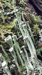 Cladonia