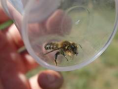 Megachile willughbiella