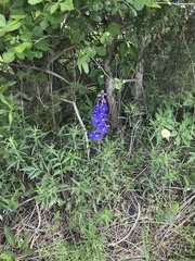 Delphinium treleasei