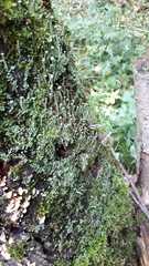 Cladonia