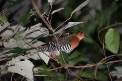 Rallina fasciata