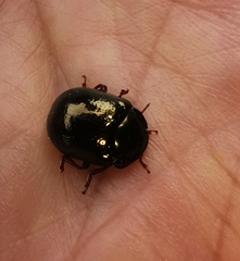 Chrysolina oricalcia