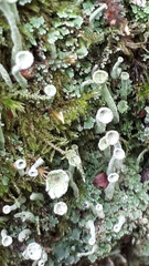 Cladonia