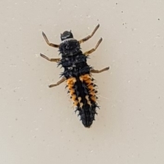 Harmonia axyridis