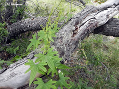 Dioscorea reticulata
