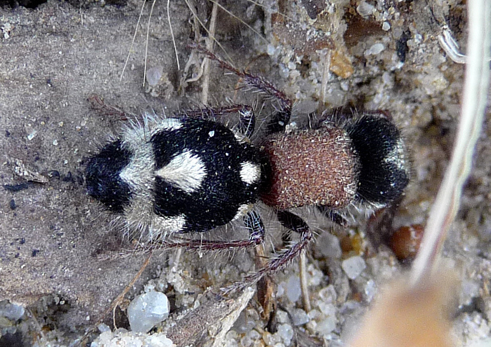 Ronisia barbarula