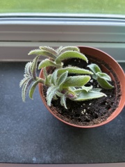 Cyanotis somaliensis