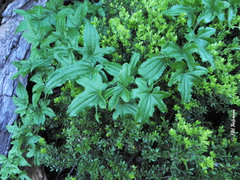 Dioscorea reticulata