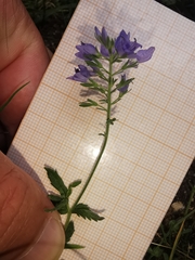 Veronica orsiniana