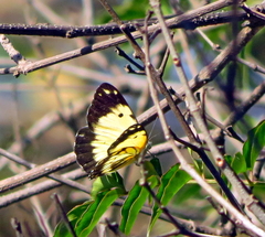 Belenois creona severina