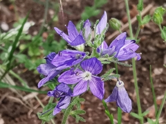 Veronica orsiniana