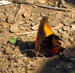 Eurytela dryope angulata