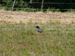 Corvus corone