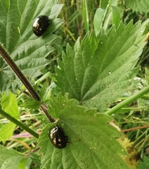 Chrysolina oricalcia