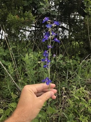 Delphinium treleasei