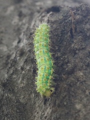 Saturnia pyretorum