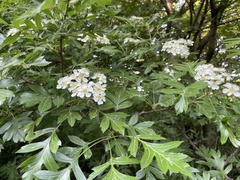 Crataegus pinnatifida