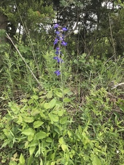 Delphinium treleasei