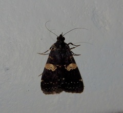 Hydrillodes gravatalis