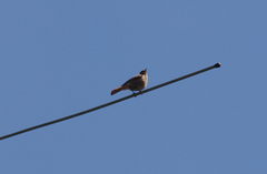Phoenicurus ochruros