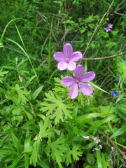 Geranium asphodeloides tauricum