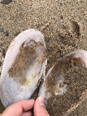 Utterbackiana implicata