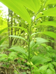 Polygonatum latifolium