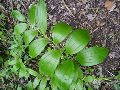 Polygonatum latifolium