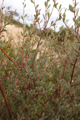 Acacia brachybotrya