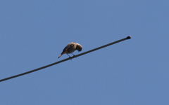 Phoenicurus ochruros