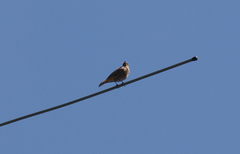 Phoenicurus ochruros