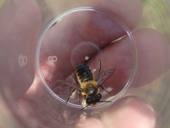 Megachile willughbiella