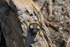 Cephenemyia phobifer