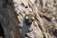 Cephenemyia phobifer