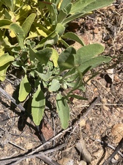 Salvia sonomensis