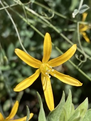 Bloomeria crocea aurea