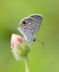Hemiargus ceraunus filenus