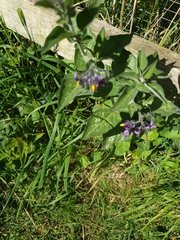 Solanum dulcamara