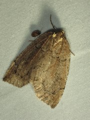 Spodolepis substriataria