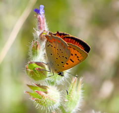 Lycaena ottomanus