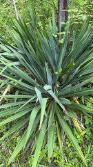Yucca filamentosa concava