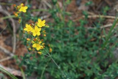 Hypericum pulchrum