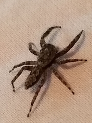 Platycryptus undatus