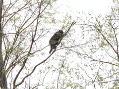 Erethizon dorsatum dorsatum