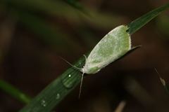 Earias albovenosana