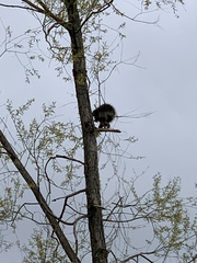 Erethizon dorsatum dorsatum