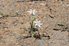 Ornithogalum oligophyllum