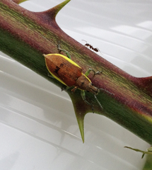 Chlorophanus flavescens