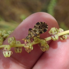 Centrocoris variegatus