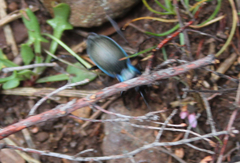 Mesocarabus